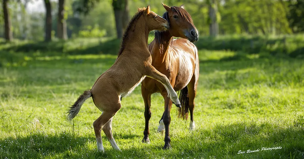 Séance photo animaux de compagnie près de Mulhouse